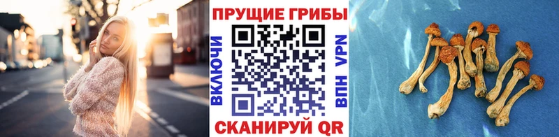 Галлюциногенные грибы Psilocybine cubensis  Сергач 